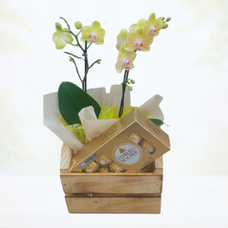 Mini Orquídea 2 Hastes Pote 9 "Cor variada" + Chocolate